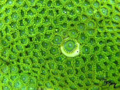 Zoanthus sansibaricus