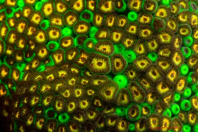 Underwater fluorescence - Okinawa, Japan
