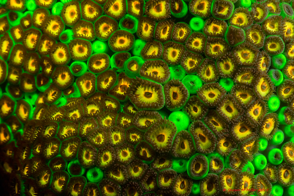 Underwater fluorescence - Okinawa, Japan
