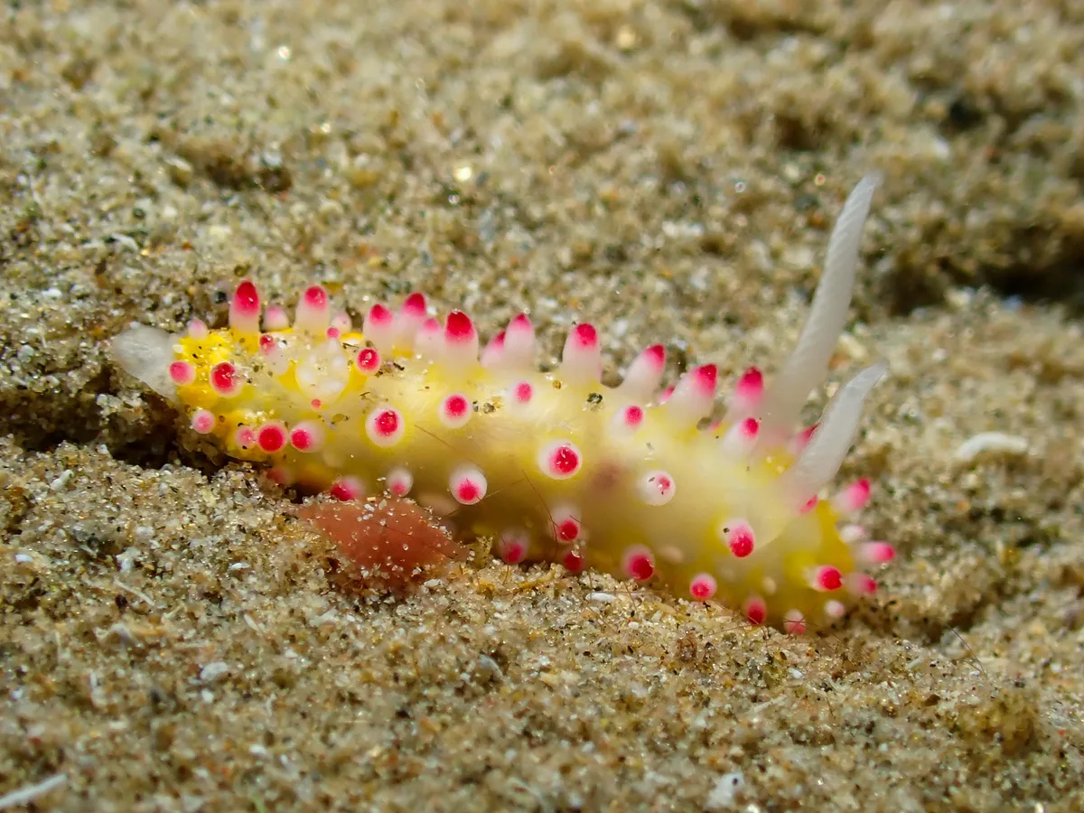 Cadlinella Ornatissima