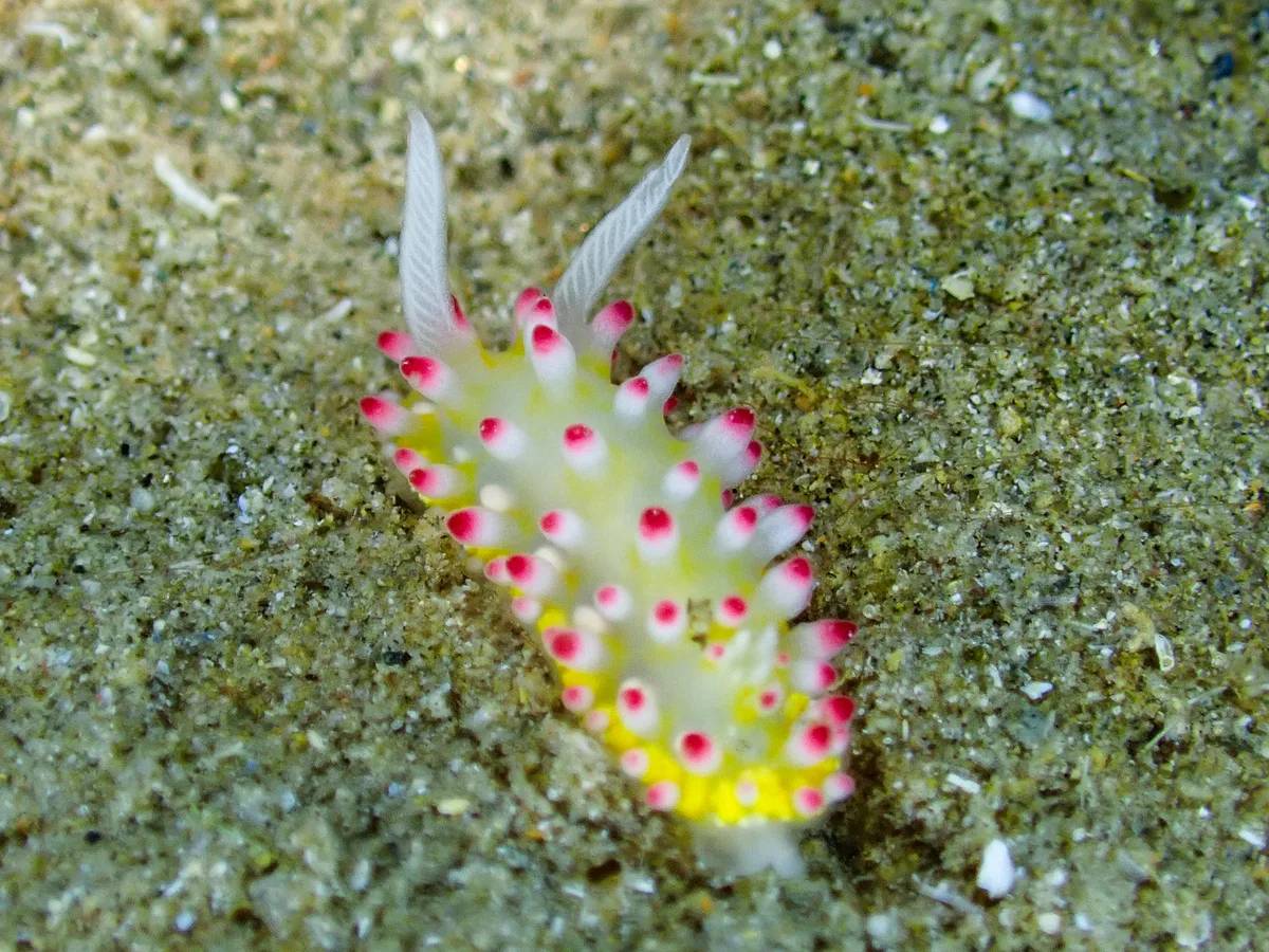 Cadlinella Ornatissima