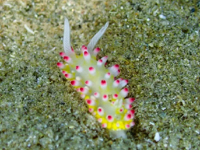 Cadlinella Ornatissima