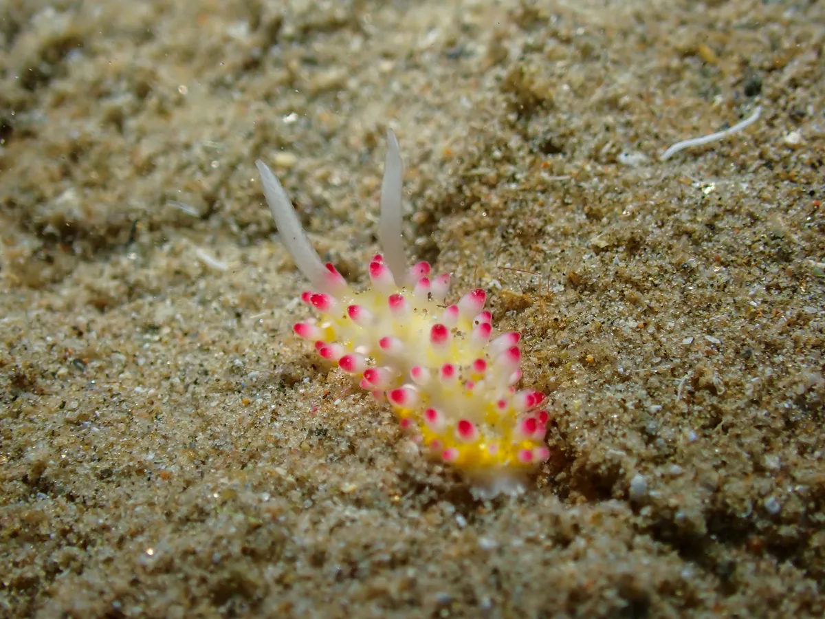 Cadlinella Ornatissima