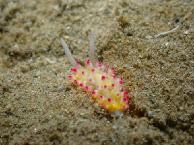Cadlinella Ornatissima
