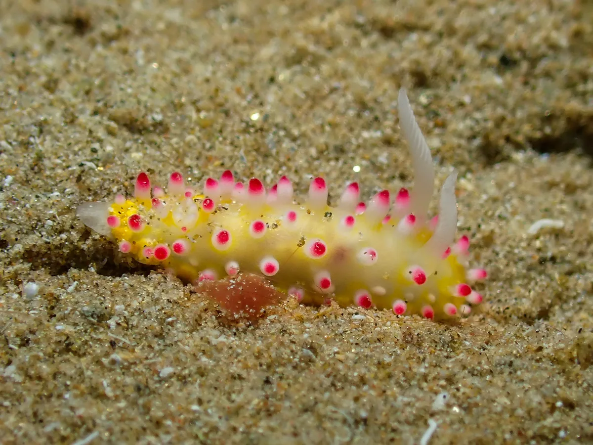 Cadlinella Ornatissima