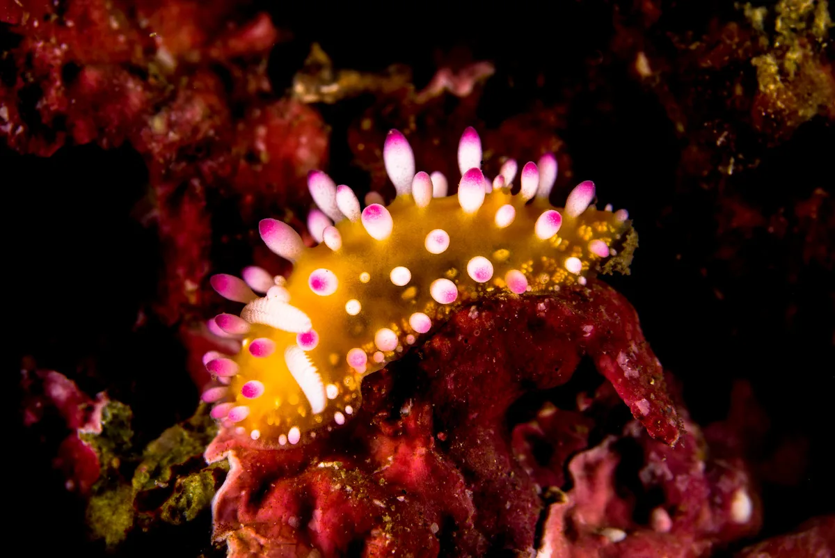 裝飾法官海麒麟 Cadlinella ornatissima