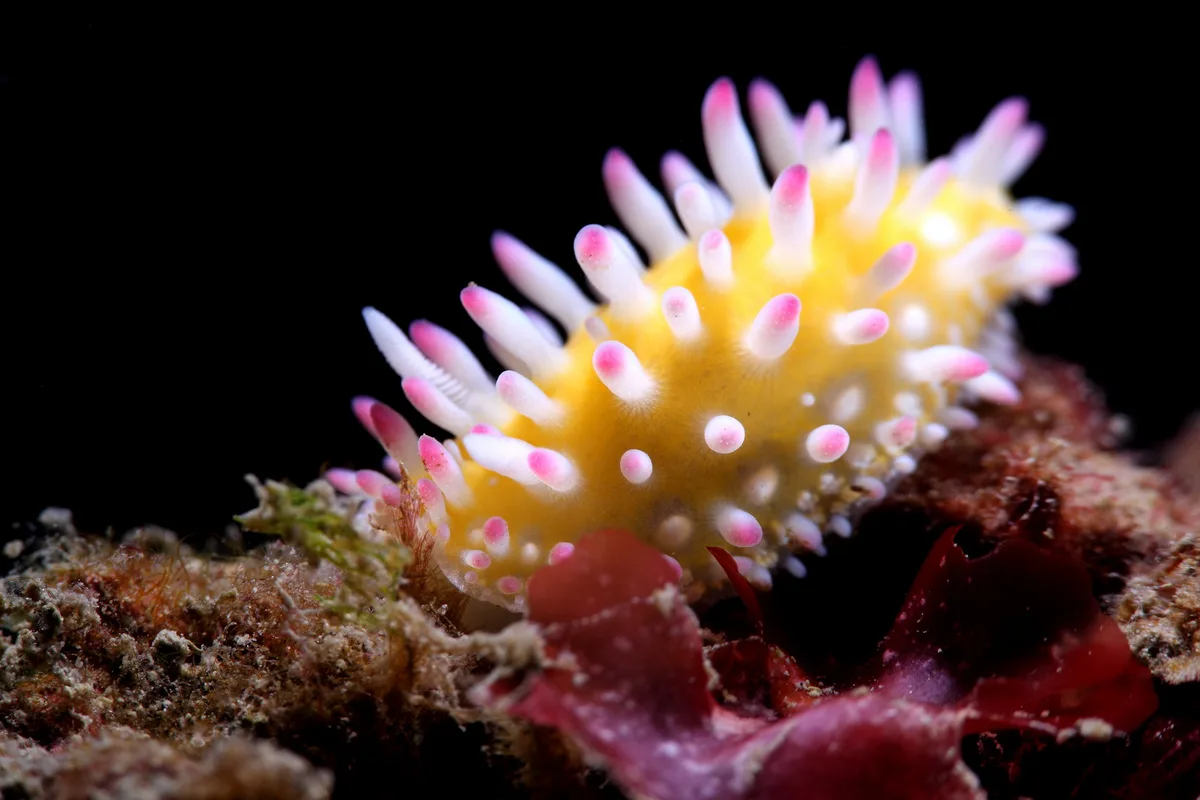Cadlinella ornatissima 極飾多彩海蛞蝓
