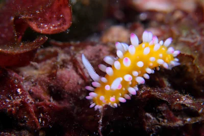 Cadlinella ornatissima 極飾多彩海蛞蝓