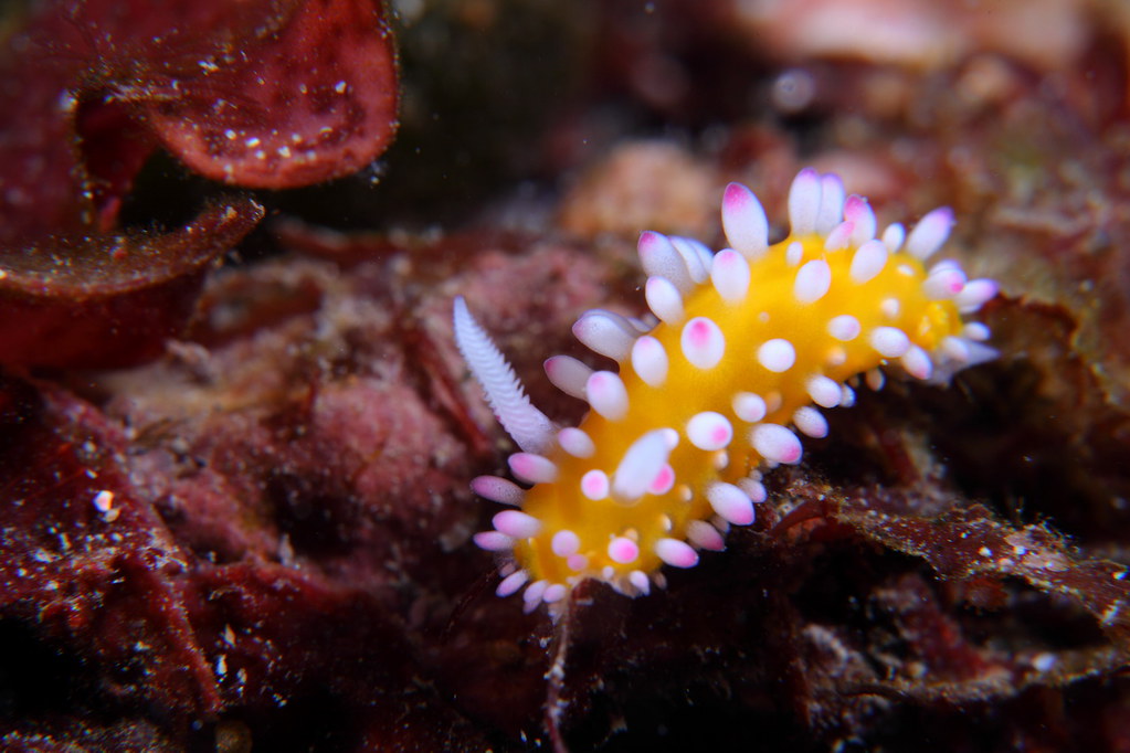 Cadlinella ornatissima 極飾多彩海蛞蝓