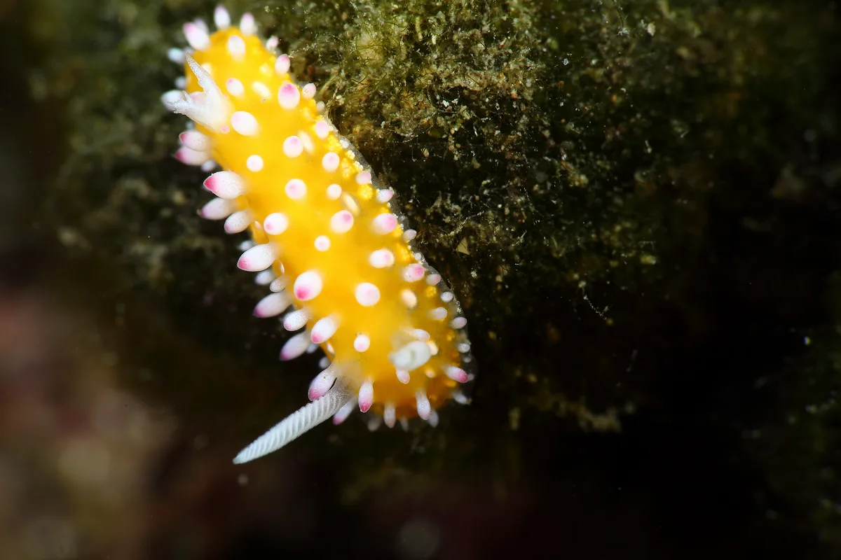 Cadlinella ornatissima 極飾多彩海蛞蝓