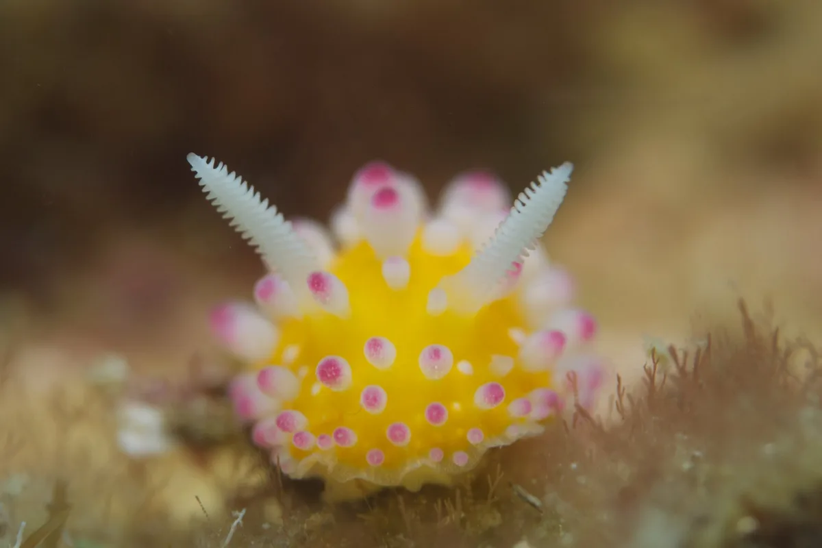 cadlinella ornatissima (イガグリウミウシ)