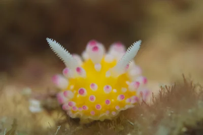 cadlinella ornatissima (イガグリウミウシ)