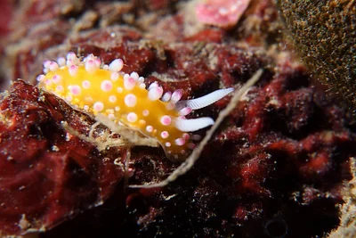 Cadlinella ornatissima 極飾多彩海蛞蝓