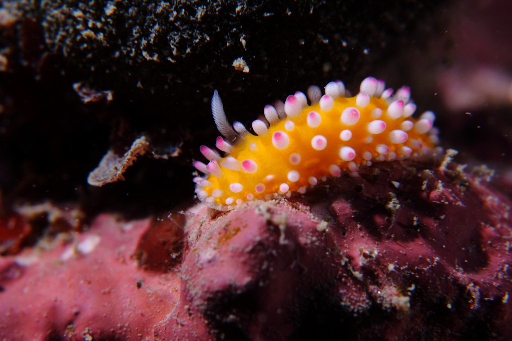 Cadlinella ornatissima 極飾多彩海蛞蝓