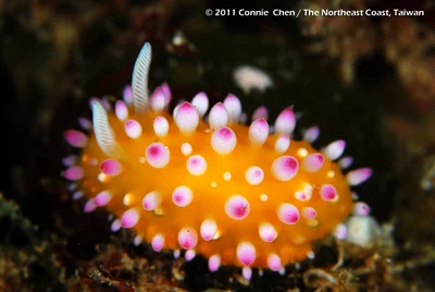 Cadlinella ornatissima / 裝飾多彩海蛞蝓