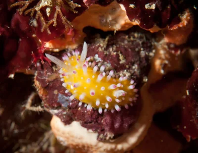 Cadlinella ornatissima (Risbec, 1928)- nudibranch
