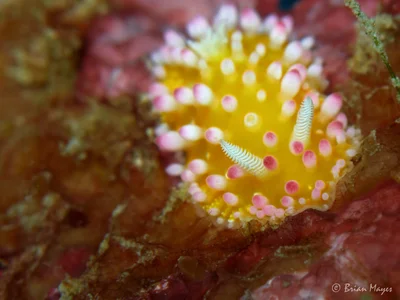 Nudibranch (Cadlinella ornatissima)