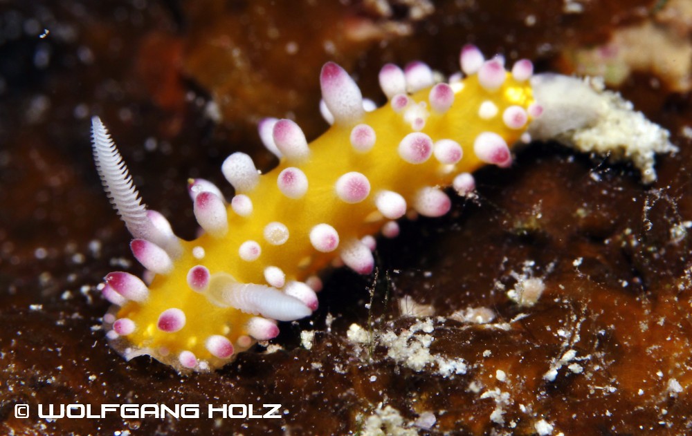 Cadlinella ornatissima, Romblon Island, Philippines