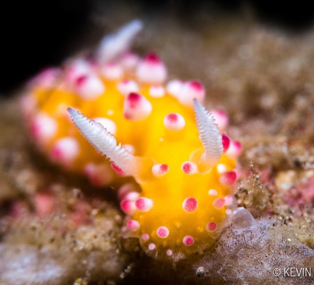 Cadlinella ornatissima nudibranch