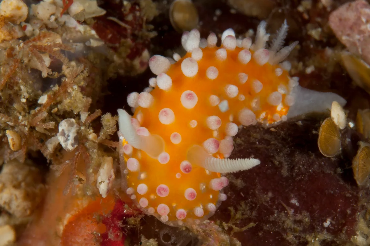 Cadlinella ornatissima