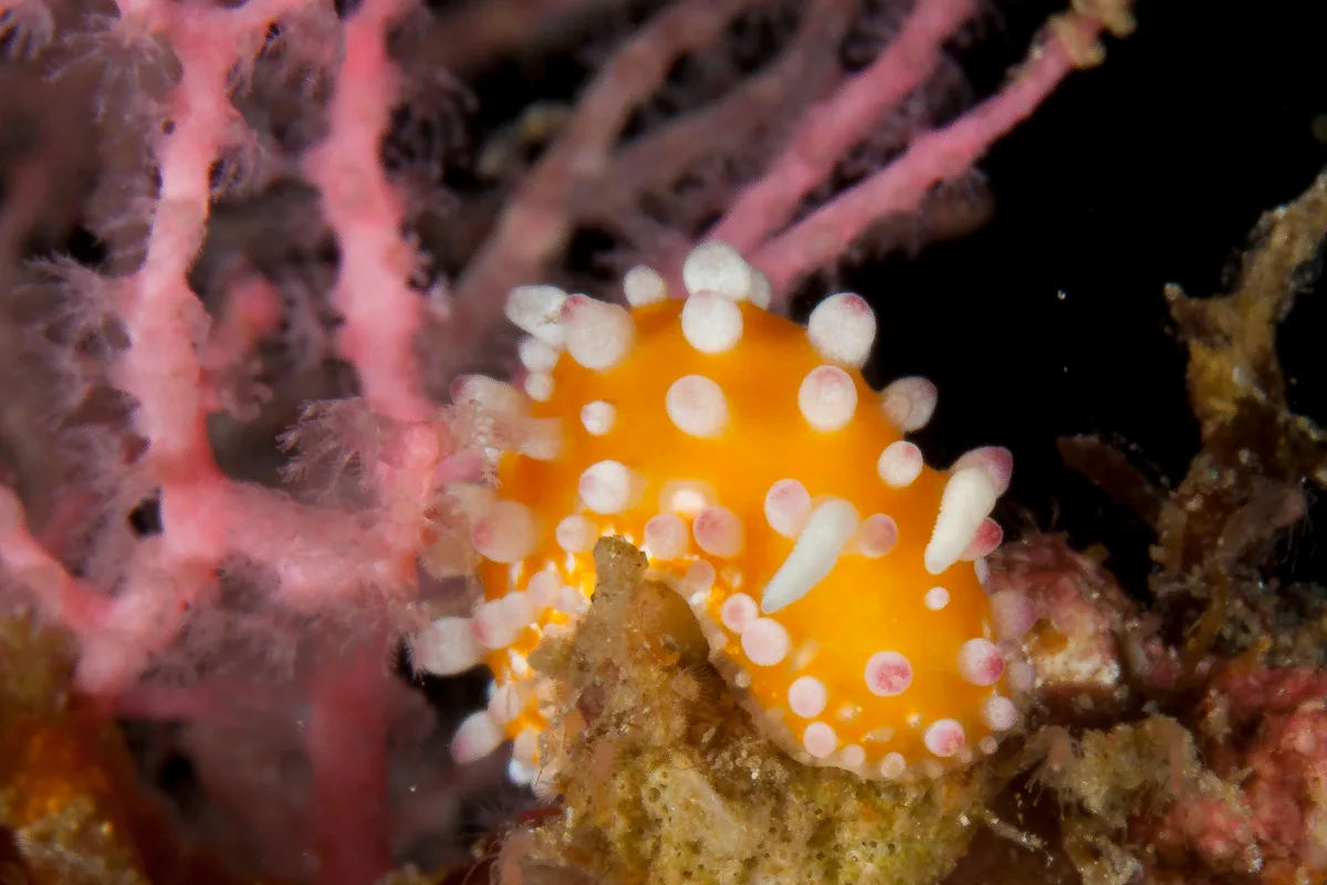 Cadlinella ornatissima