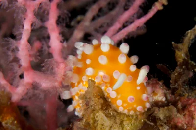 Cadlinella ornatissima