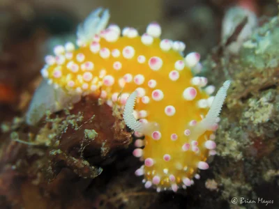 Nudibranch (Cadlinella ornatissima)