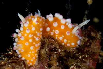 Cadlinella ornatissima
