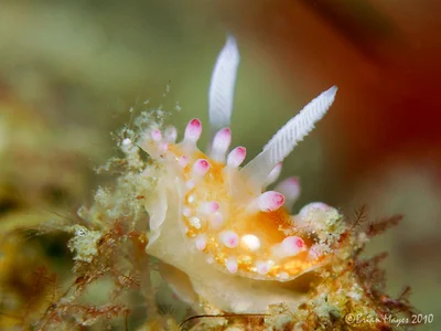 Nudibranch (Cadlinella ornatissima)