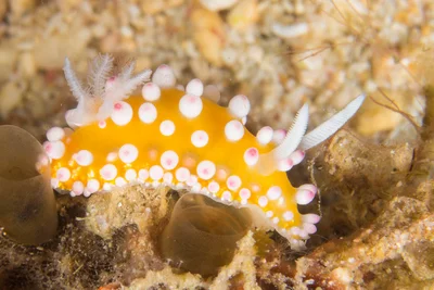 Cadlinella ornatissima