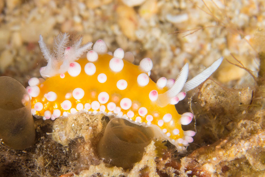 Cadlinella ornatissima
