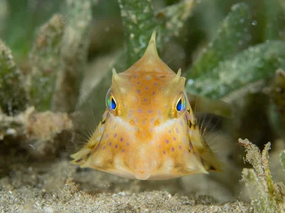 Humpback Turretfish - Young Adult - Tetrosomus gibbosus