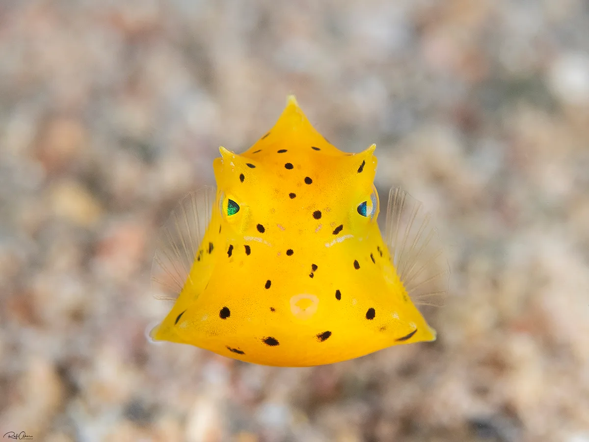 Humpback Turretfish - Juvenile - Tetrosomus gibbosus