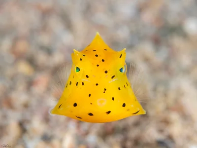 Humpback Turretfish - Juvenile - Tetrosomus gibbosus