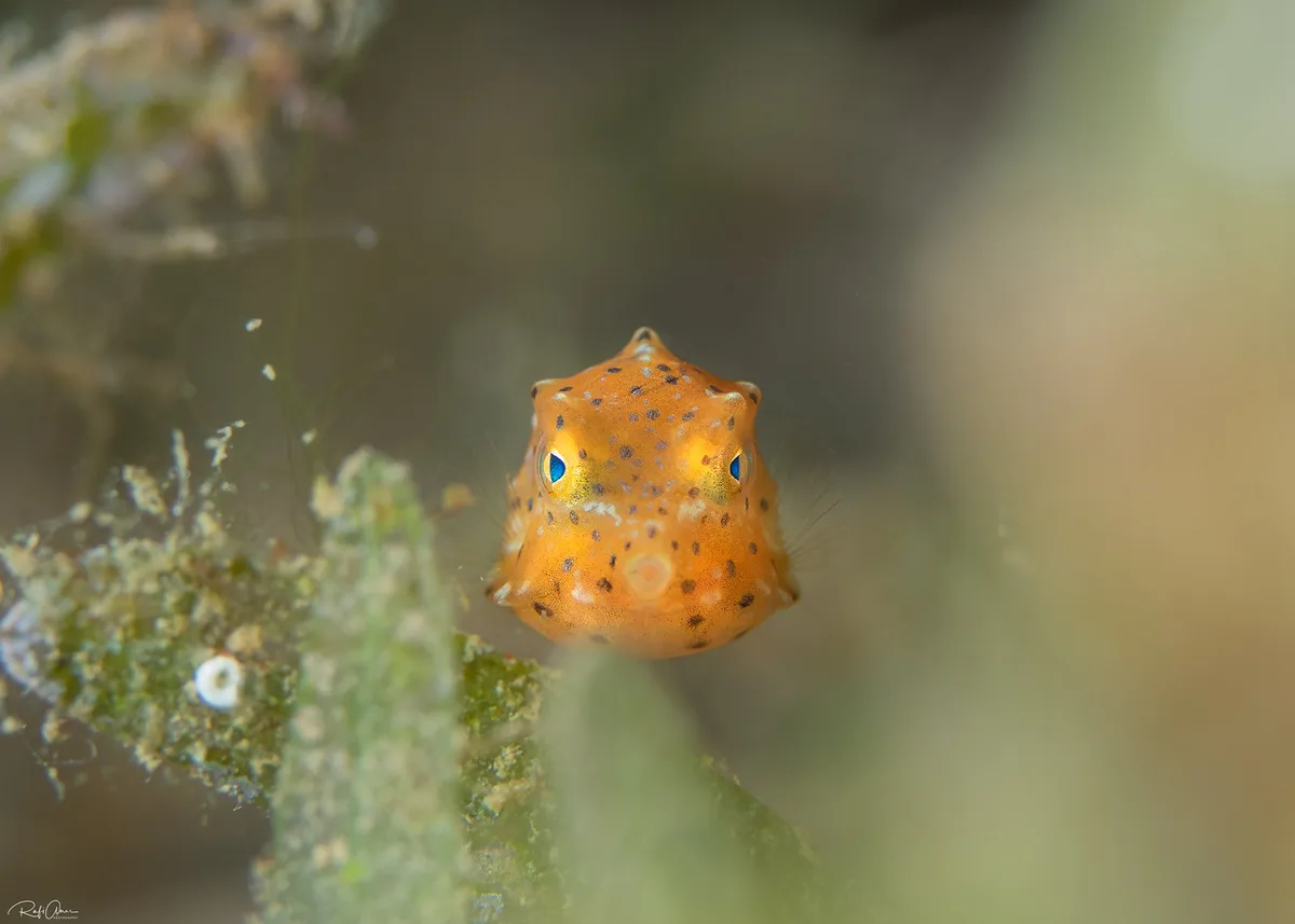 Humpback Turretfish - Juvenile - Tetrosomus gibbosus