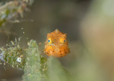 Humpback Turretfish - Juvenile - Tetrosomus gibbosus
