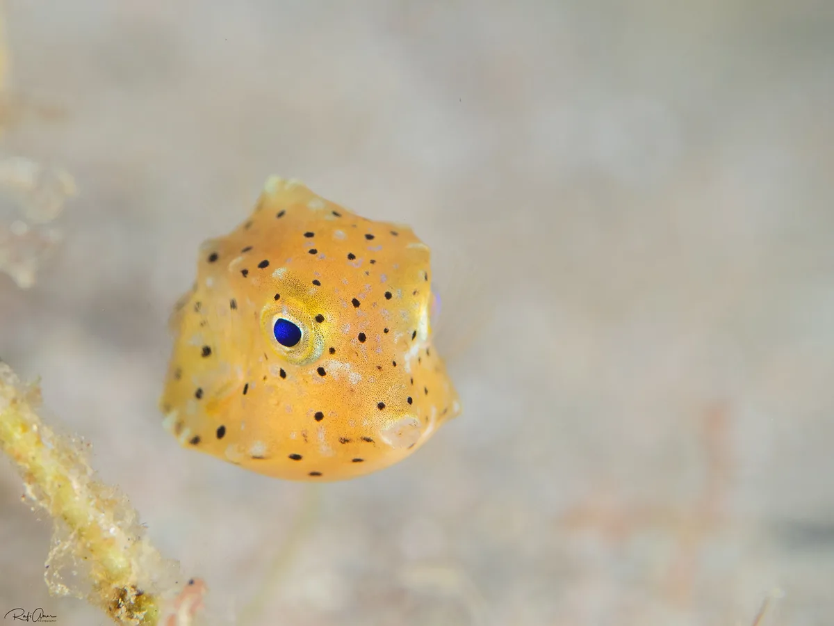 Humpback Turretfish - Juvenile - Tetrosomus gibbosus