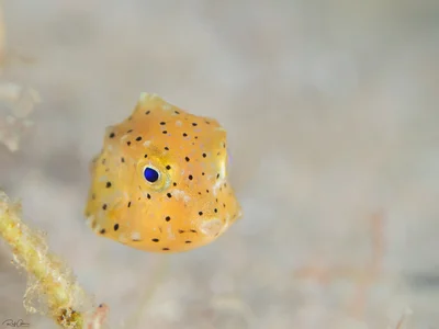 Humpback Turretfish - Juvenile - Tetrosomus gibbosus