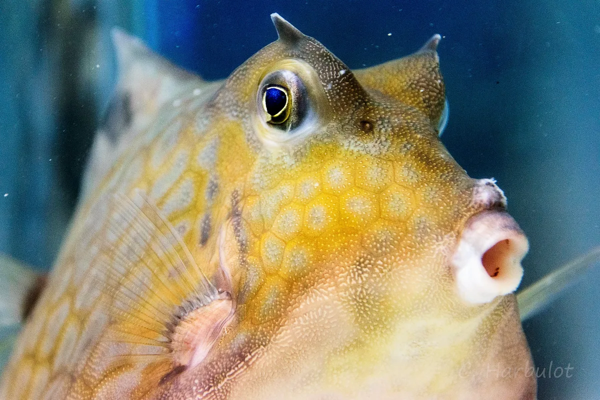 Poisson coffre pyramide