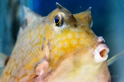 Poisson coffre pyramide