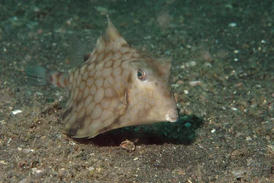 Tetrosomus gibbosus 07 5363