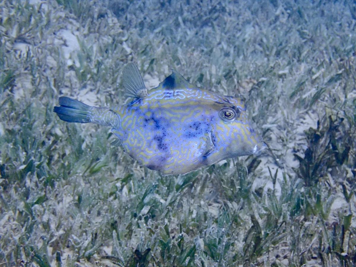 Tetrosomus gibbosus - Hurghada, Red Sea Governorate, Egypt