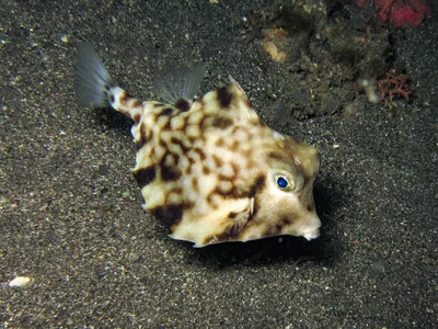 Tetrosomus gibbosus - Batanta, Indonesia