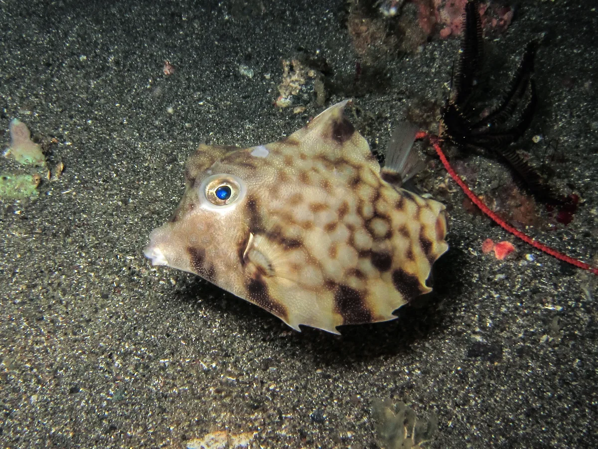 Tetrosomus gibbosus - Batanta, Indonesia