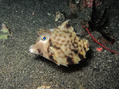 Tetrosomus gibbosus - Batanta, Indonesia