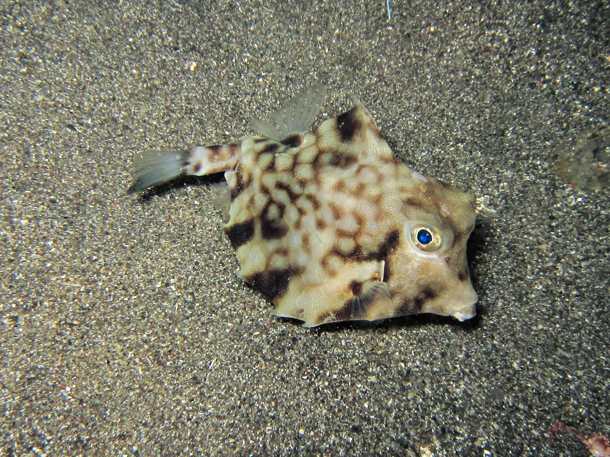 Tetrosomus gibbosus - Batanta, Indonesia
