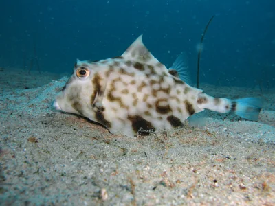Tetrosomus gibbosus - Nggela Group, Solomon Islands