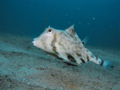Tetrosomus gibbosus - Nggela Group, Solomon Islands