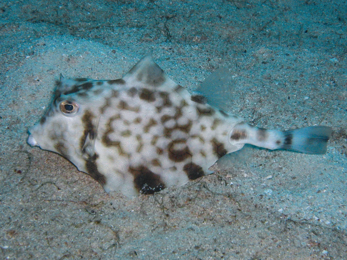 Tetrosomus gibbosus - Nggela Group, Solomon Islands