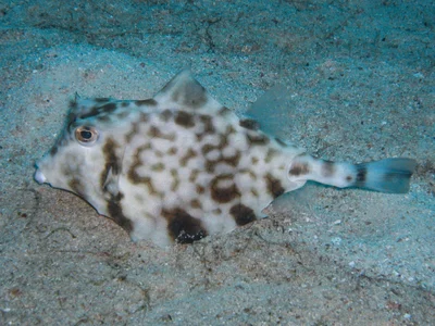 Tetrosomus gibbosus - Nggela Group, Solomon Islands